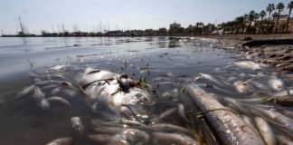 Murcia busca unidad política y social para recuperar el Mar Menor como patrimonio de la región y de España