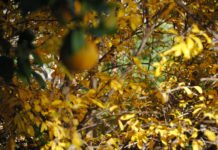 Agricultura abre el periodo de solicitud de las ayudas incluidas en la solicitud única de la Política Agrícola Común para 2020