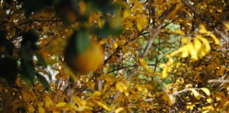Agricultura abre el periodo de solicitud de las ayudas incluidas en la solicitud única de la Política Agrícola Común para 2020