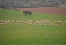 Madrid pone a disposición de sus agricultores y ganaderos 10.000.000 de euros con el fin de renovar sus infraestructuras