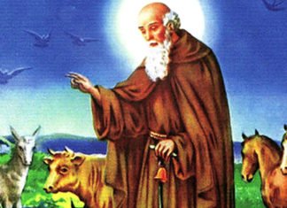 Elche celebra estos días la festividad de San Antón