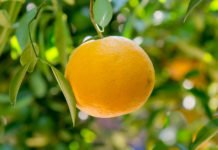 Los socialistas gastan el dinero de los valencianos analizando la vegetación en Argentina