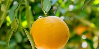 Los socialistas gastan el dinero de los valencianos analizando la vegetación en Argentina