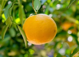 Los socialistas gastan el dinero de los valencianos analizando la vegetación en Argentina