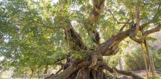El Catálogo de Árboles Monumentales de la Comunitat Valenciana ya supera los 2000 ejemplares