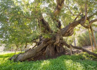 El Catálogo de Árboles Monumentales de la Comunitat Valenciana ya supera los 2000 ejemplares