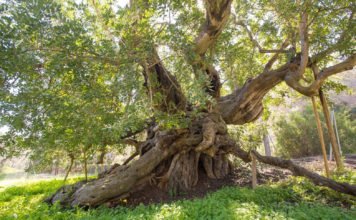 El Catálogo de Árboles Monumentales de la Comunitat Valenciana ya supera los 2000 ejemplares
