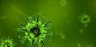 Los científicos identifican al Yaravirus, un «misterioso» virus cuyos genes no se habían visto antes y que ha dejado desconcertada a la comunidad científica