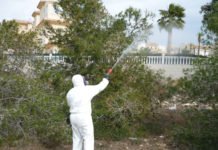 La Generalitat incrementa el tratamiento contra la procesionaria en las tres provincias valencianas