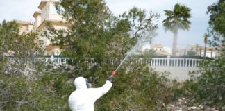 La Generalitat incrementa el tratamiento contra la procesionaria en las tres provincias valencianas