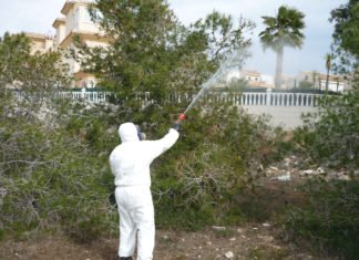 La Generalitat incrementa el tratamiento contra la procesionaria en las tres provincias valencianas