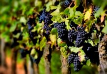 267 agricultores de viñas viejas concurren a la convocatoria de ayudas del gobierno de Murcia por importe de 1.500.000 euros