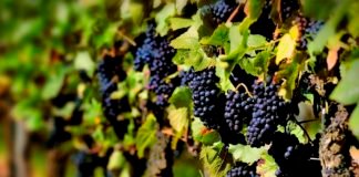 267 agricultores de viñas viejas concurren a la convocatoria de ayudas del gobierno de Murcia por importe de 1.500.000 euros