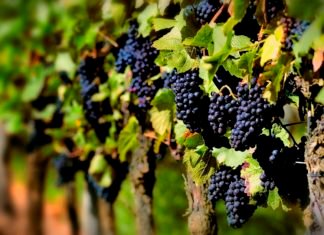 267 agricultores de viñas viejas concurren a la convocatoria de ayudas del gobierno de Murcia por importe de 1.500.000 euros