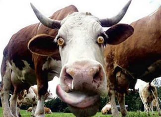 El coronavirus, un cuento chino de «todo a un euro»