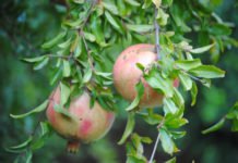 Agricultura destina 900.000 euros a la promoción de la integración cooperativa agroalimentaria en las tres provincias valencianas