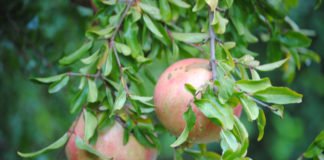 Agricultura destina 900.000 euros a la promoción de la integración cooperativa agroalimentaria en las tres provincias valencianas