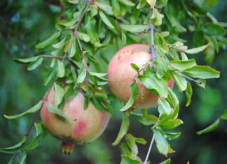 Agricultura destina 900.000 euros a la promoción de la integración cooperativa agroalimentaria en las tres provincias valencianas