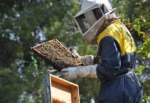 El Consell establece las medidas para limitar la polinización cruzada entre plantaciones de cítricos