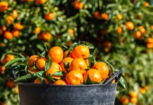 Una plaga en los cítricos de Chipre pone en alerta al sector agrícola de la Comunidad Valenciana