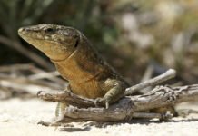 Demandan procesos activos de restauración ecológica basados en la recuperación de las interacciones entre especies para favorecer su persistencia ante cambios medioambientales