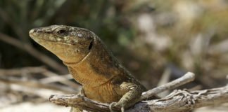 Demandan procesos activos de restauración ecológica basados en la recuperación de las interacciones entre especies para favorecer su persistencia ante cambios medioambientales