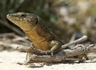 Demandan procesos activos de restauración ecológica basados en la recuperación de las interacciones entre especies para favorecer su persistencia ante cambios medioambientales