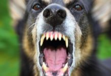 Un agente de la Policía Nacional resulta herido al ser atacado por un perro de la raza american Staffordshire