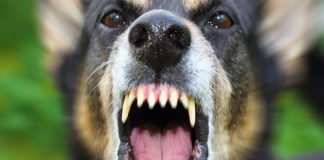 Un agente de la Policía Nacional resulta herido al ser atacado por un perro de la raza american Staffordshire