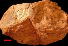 ¿La Tierra rotaba más deprisa durante el Cretácico? Fósiles Bivalvos Rudistas