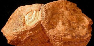 ¿La Tierra rotaba más deprisa durante el Cretácico? Fósiles Bivalvos Rudistas