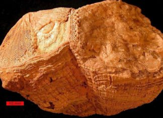 ¿La Tierra rotaba más deprisa durante el Cretácico? Fósiles Bivalvos Rudistas