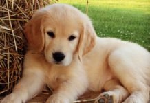 Un niño de 3 años con tumor cerebral se recupera al reencontrarse con un perrito labrador en el sur de Inglaterra