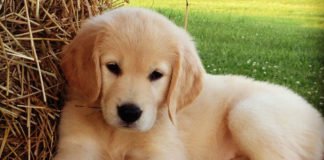 Un niño de 3 años con tumor cerebral se recupera al reencontrarse con un perrito labrador en el sur de Inglaterra