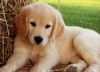 Un niño de 3 años con tumor cerebral se recupera al reencontrarse con un perrito labrador en el sur de Inglaterra