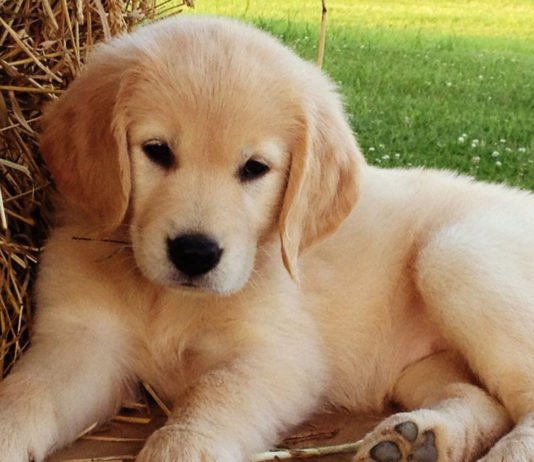 Un niño de 3 años con tumor cerebral se recupera al reencontrarse con un perrito labrador en el sur de Inglaterra
