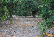 La Conselleria de Agricultura levanta parcialmente la suspensión de las quemas agrícolas en Alicante, Valencia y Castellón