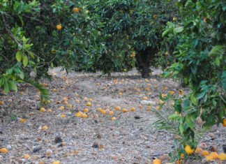 La Conselleria de Agricultura levanta parcialmente la suspensión de las quemas agrícolas en Alicante, Valencia y Castellón