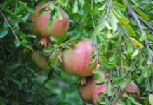 La Consellería de Agricultura destina 150.000 euros a la promoción de productos agroalimentarios de proximidad