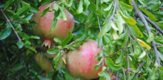 La Consellería de Agricultura destina 150.000 euros a la promoción de productos agroalimentarios de proximidad