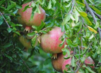 La Consellería de Agricultura destina 150.000 euros a la promoción de productos agroalimentarios de proximidad