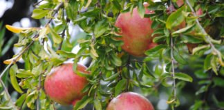 Murcia exige el uso de los 400 millones del fondo de crisis de la PAC para paliar los daños en el sector primario en sus pueblos y ciudades