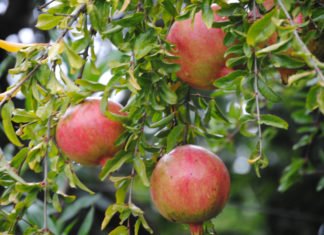 Murcia exige el uso de los 400 millones del fondo de crisis de la PAC para paliar los daños en el sector primario en sus pueblos y ciudades