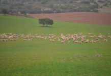 Los ganaderos de Alicante, Valencia y Castellón declaran la guerra al Ministerio de Agricultura
