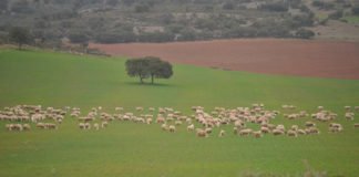 Los ganaderos de Alicante, Valencia y Castellón declaran la guerra al Ministerio de Agricultura