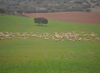 Los ganaderos de Alicante, Valencia y Castellón declaran la guerra al Ministerio de Agricultura