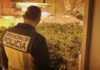 La Policía Nacional desmantela un cultivo de marihuana en la zona norte de la ciudad de Alicante