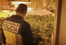 La Policía Nacional desmantela un cultivo de marihuana en la zona norte de la ciudad de Alicante