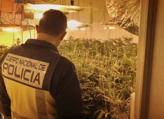 La Policía Nacional desmantela un cultivo de marihuana en la zona norte de la ciudad de Alicante