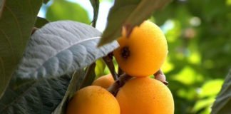 ASAJA cree que la temporada de recogida del níspero en Alicante podría salvarse pese al Estado de Alarma